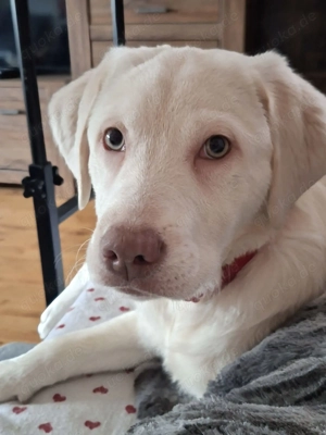 4,5 Monate junge Labarador Mix Hündin 