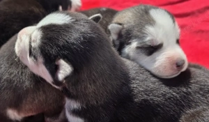 Reinrassige Siberian Huskys