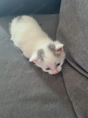 Main Coon Mix Bild 3