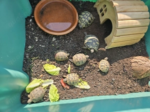 Griechische Landschildkröten