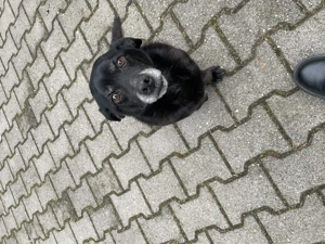 Labrador Mix Rüde 12Jahre