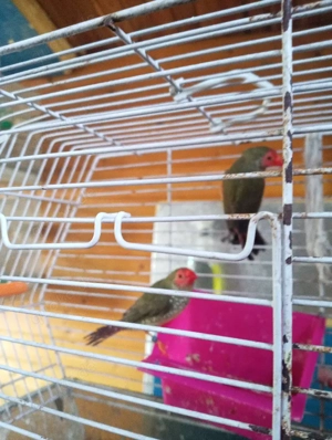 binsenamadienen Vögel 