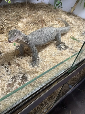  Pazifikwaran (Varanus indicus) Fehlerfrei