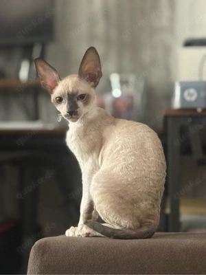 Cornish Rex Zuchtkater  Joda vom Hohen Flämming    mit Stammbaum