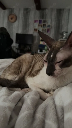 Cornish Rex Zuchtkater  Joda vom Hohen Flämming    mit Stammbaum