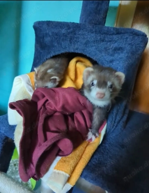   Schweren Herzens: Zwei liebevolle Frettchen-Mädels (Fähen) suchen neues Zuhause 