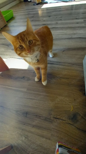 1 jähriger kater zu vermitteln 