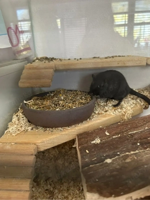 Mongolische Wüstenrennmaus+Käfig 