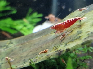 Garnelen Galaxy Red 30 Stück + Lubao und Bananenblätter 60Euro