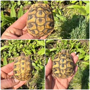 Griechische landschildkröte THB 