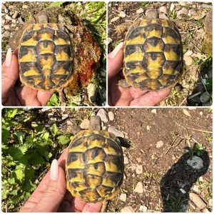 Griechische Landschildkröten THB 