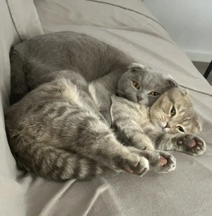 Zwei liebevolle Kater (Bürder)