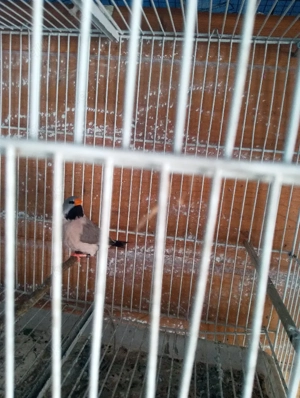 Spitzschwanzamadine Vögel 