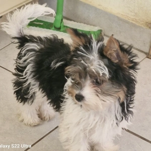 Biewer Yorkshire Terrier Welpen 