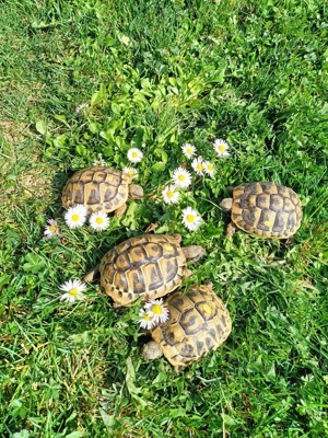 Griechische Landschildkröten (Thb) Schildkröten - Nachzuchten aus 2022