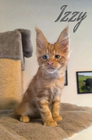 Typvoller Maine Coon Kitten mit Stammbaum