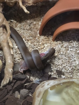 Afrikanische Hausschlange Boaedon fuliginosus 