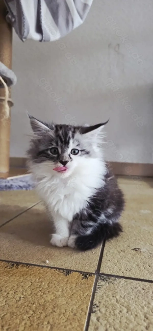 Maine-Coon Bengal-Mix) 