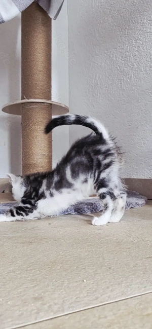 Maine-Coon Bengal-Mix) 