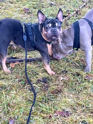 ein Mädchen sucht ein neues zu Hause