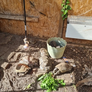 4 männliche Breitrandschildkröten abzugeben
