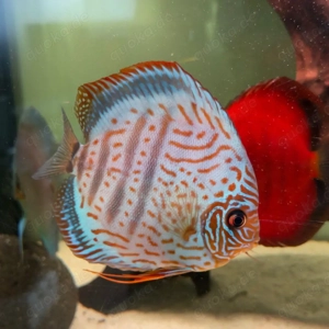 3 Diskus Weibchen abzugen  Bild 5