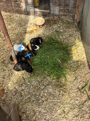 Meerschweinchen babys buben 