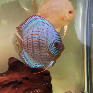 3 Diskus Weibchen abzugen  Bild 3