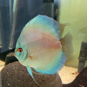 3 Diskus Weibchen abzugen  Bild 2