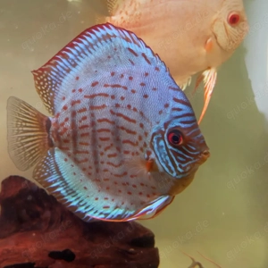 3 Diskus Weibchen abzugen  Bild 4