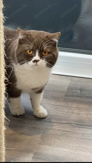 Bkh Deckkater Chocolate-white 