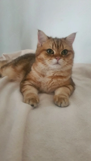 British Shorthair  Kitten   Bild 2