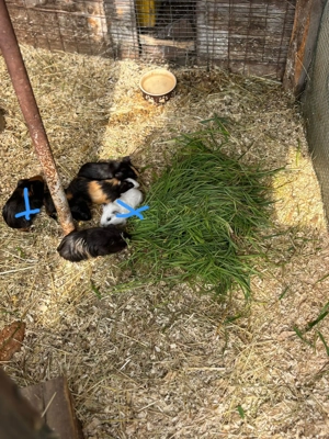 Meerschweinchen babys buben