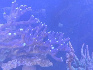 Koralle Milka Stylophora 