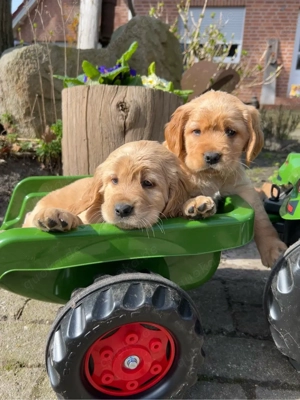 Comfort Retriever Rüden