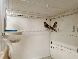 Stieglitz Damasco Parva X Parva Natur Farbe