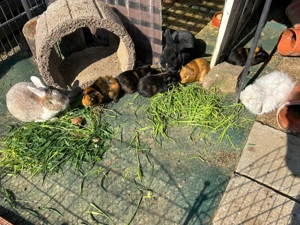 Meerschweinchen buben zu verkaufen 