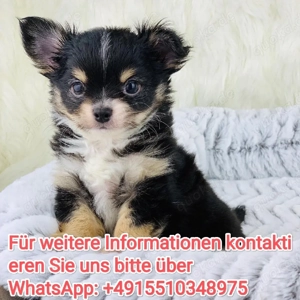 Chihuahua Welpen ,reinrassig, liebevoll aufgezogen