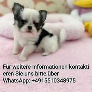 LH Chihuahua Welpen ,reinrassig, liebevoll aufgezogen