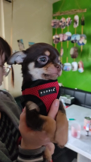 Bildhübsche Chihuahua Hündin Welpe