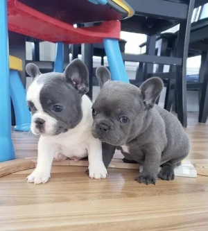Französische Bulldoggen Welpen suchen ein schönes Zuhause 