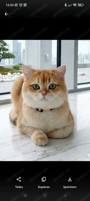 BKH Deckkater Golden Shell mit grünen Augen