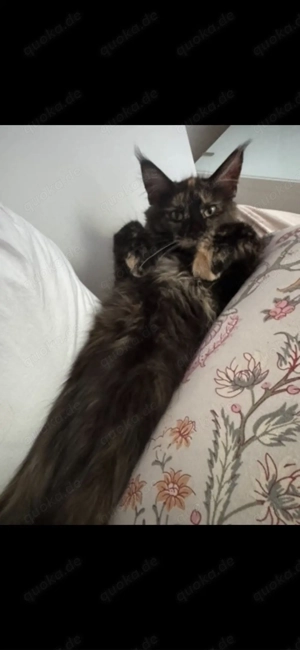 Maine coon Dame 
