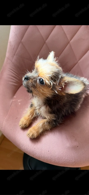 Mini Yorkshire-Pekinese Terrier ist Abgabe bereit