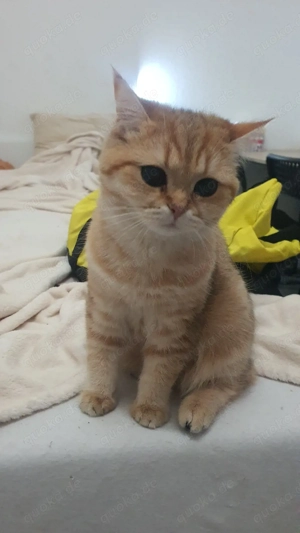 British Shorthair Katze (gold-schwarz), 7 Monate, geimpft & mit Papieren