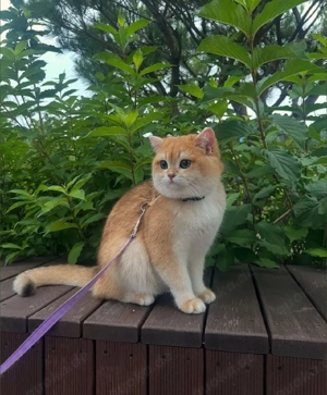 BKH Deckkater Golden Shell mit grünen Augen