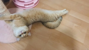 British Shorthair Katze (gold-schwarz), 7 Monate, geimpft & mit Papieren