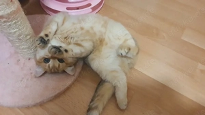 British Shorthair Katze (gold-schwarz), 7 Monate, geimpft & mit Papieren