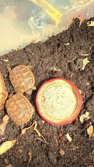 Landschildkröte Schildkröte 