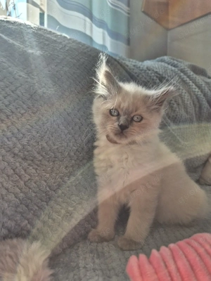Kitten zu verkaufen   Perser Blue Point Mix Babys